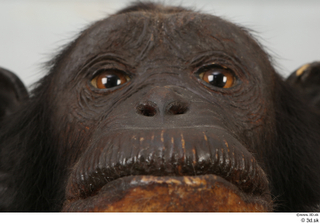  Chimpanzee Bonobo eye mouth nose 0001.jpg